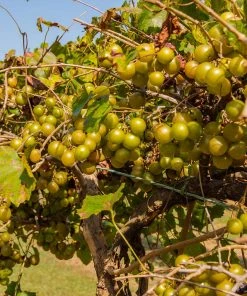 Brighter Blooms Tara Scuppernong Grape Vine