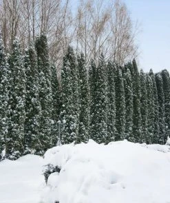 Brighter Blooms Juniper Trees Taylor Juniper Tree