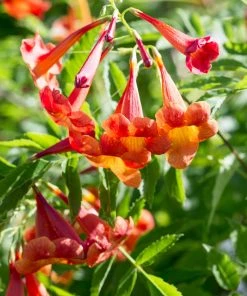 Brighter Blooms Bells Of Fire™ Tecoma