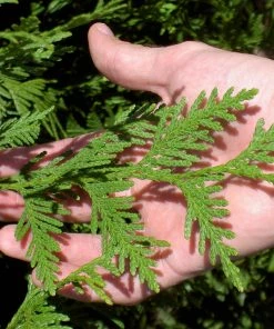 NO WARRANTY Thuja Green Giant Tree 11 NO WARRANTY Thuja Green Giant Tree