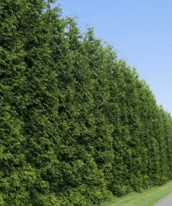 Brighter Blooms Thuja Green Giant Tree Evergreen & Privacy