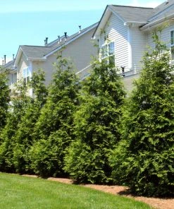 Brighter Blooms Thuja Green Giant Tree Evergreen & Privacy 9 Brighter Blooms Thuja Green Giant Tree Evergreen & Privacy