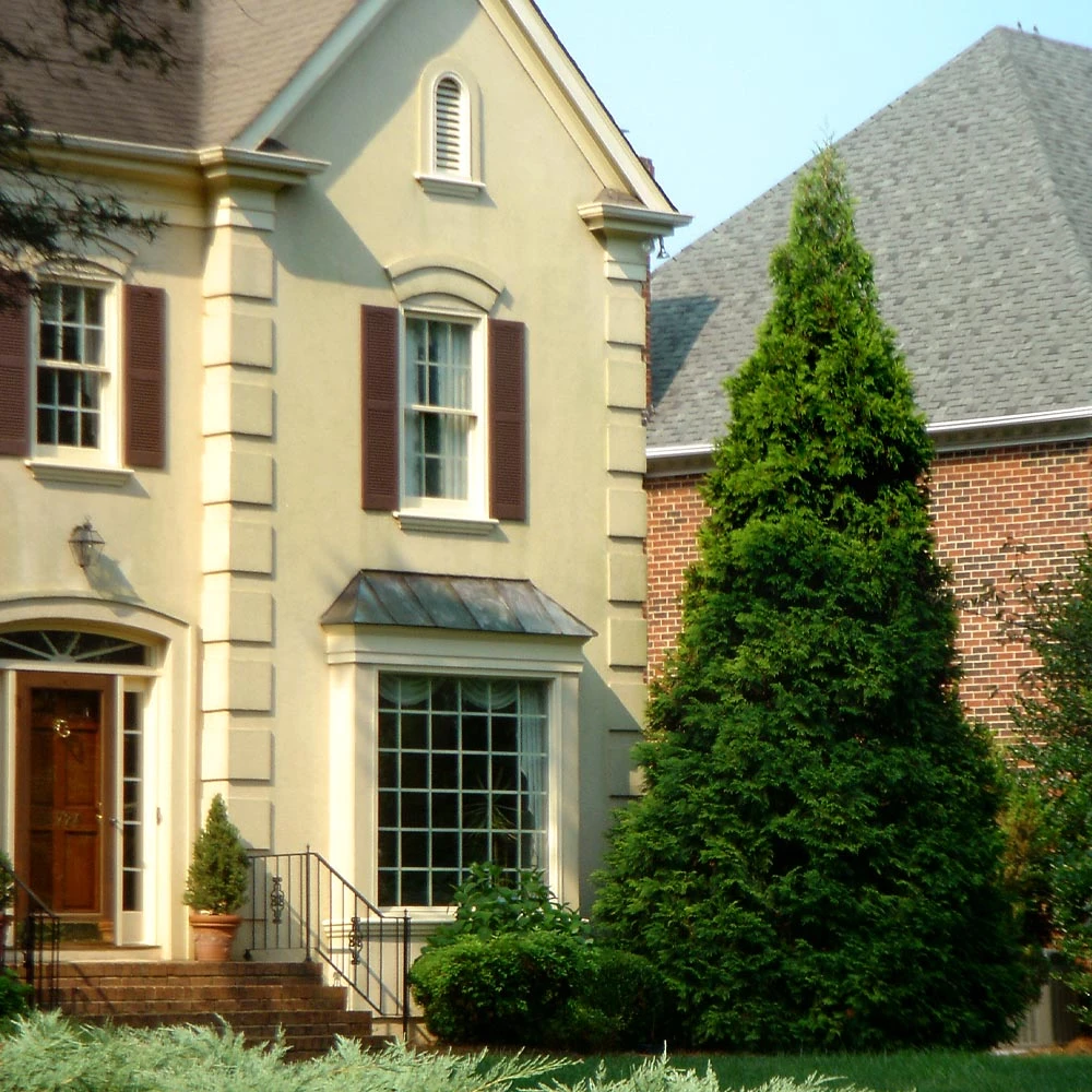 Brighter Blooms Thuja Green Giant Tree Evergreen & Privacy 5 Brighter Blooms Thuja Green Giant Tree Evergreen & Privacy