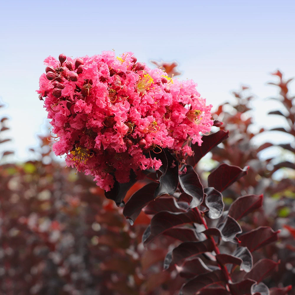 Brighter Blooms Thunderstruck™ Coral Boom™ Crape Myrtle Flowering Trees 3 Brighter Blooms Thunderstruck™ Coral Boom™ Crape Myrtle Flowering Trees