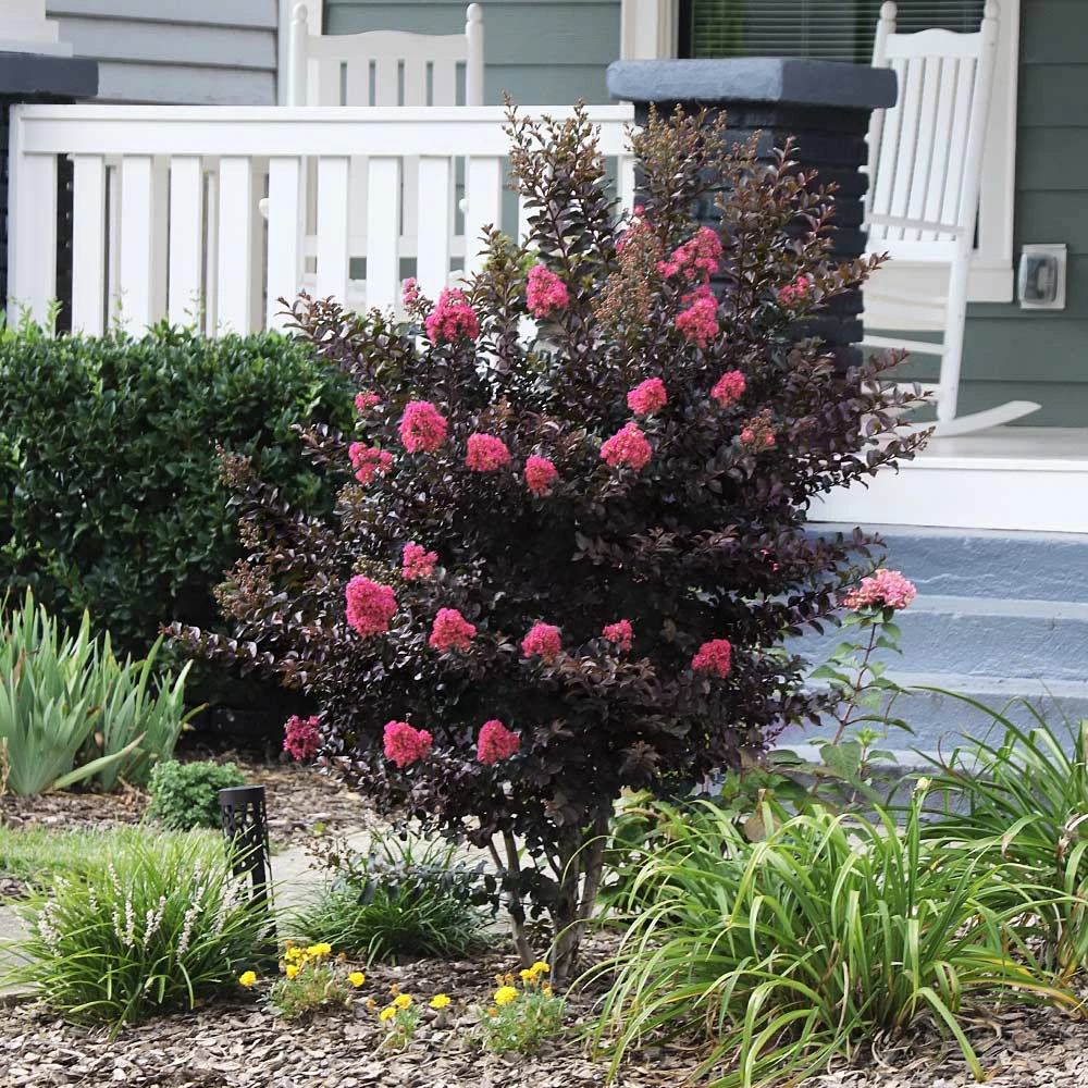 Brighter Blooms Thunderstruck™ Coral Boom™ Crape Myrtle Flowering Trees 2 Brighter Blooms Thunderstruck™ Coral Boom™ Crape Myrtle Flowering Trees