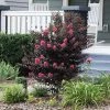 Brighter Blooms Thunderstruck™ Coral Boom™ Crape Myrtle Flowering Trees