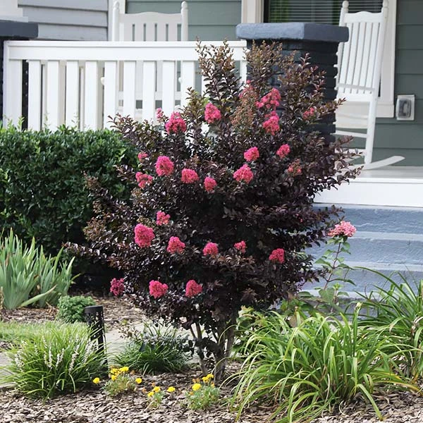Brighter Blooms Thunderstruck™ Coral Boom™ Crape Myrtle Flowering Trees 1 Brighter Blooms Thunderstruck™ Coral Boom™ Crape Myrtle Flowering Trees