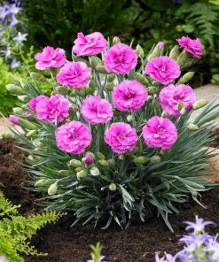 Brighter Blooms Scent First® Tickled Pink Dianthus Perennials