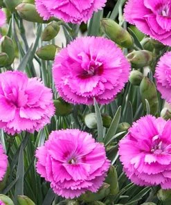 Brighter Blooms Scent First® Tickled Pink Dianthus Perennials