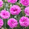 Brighter Blooms Scent First® Tickled Pink Dianthus Perennials