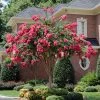 Brighter Blooms Flowering Trees Tonto Red Crape Myrtle Tree