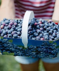 Brighter Blooms Toro Blueberry Bush Blueberry Bushes 8 Brighter Blooms Toro Blueberry Bush Blueberry Bushes