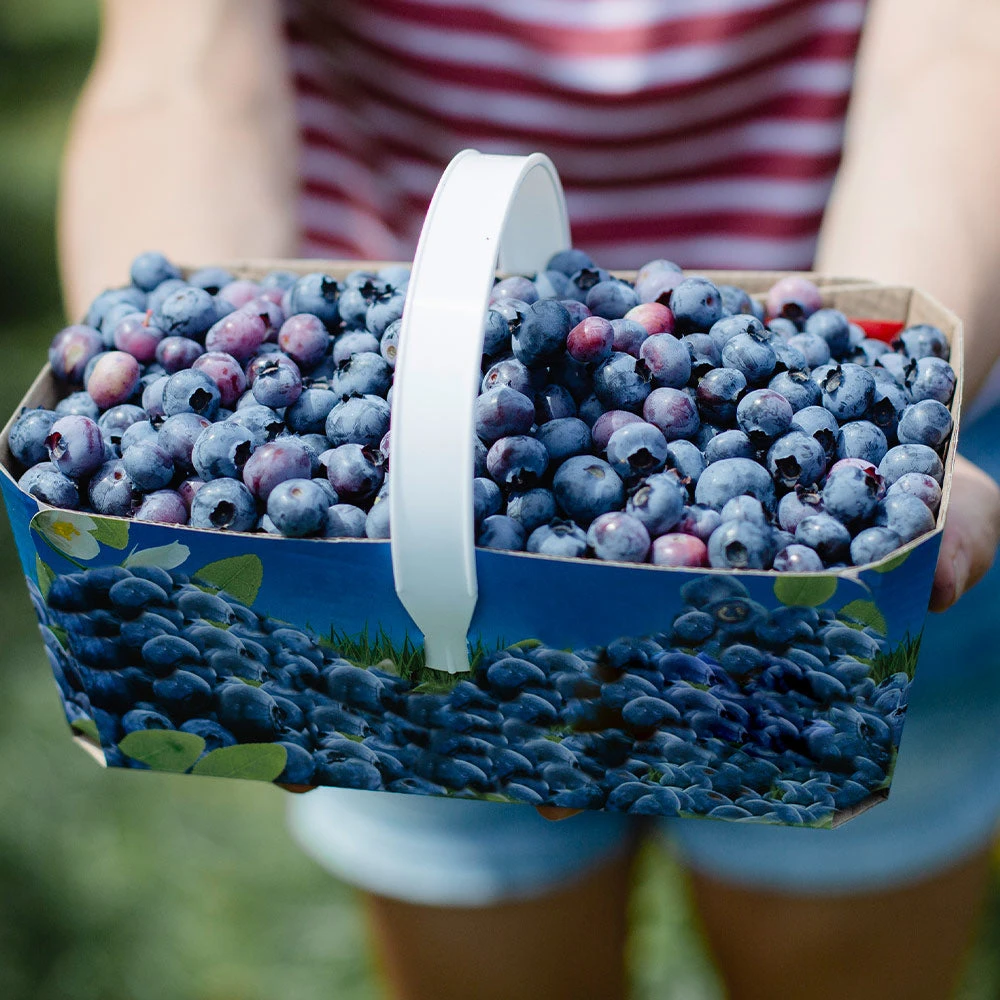 Brighter Blooms Toro Blueberry Bush Blueberry Bushes 3 Brighter Blooms Toro Blueberry Bush Blueberry Bushes