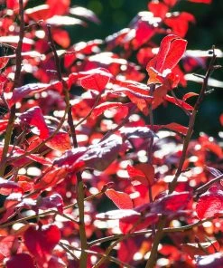 Brighter Blooms Toro Blueberry Bush Blueberry Bushes 10 Brighter Blooms Toro Blueberry Bush Blueberry Bushes
