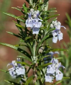 Brighter Blooms Creeping Rosemary SHOP ALL