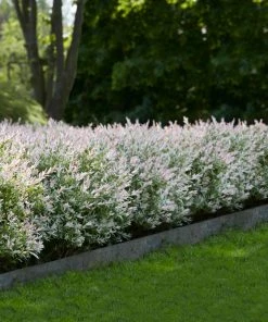 Brighter Blooms Tri-Color Willow Shrub Shrubs & Hedges