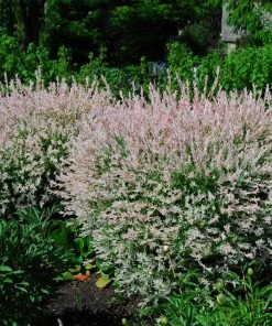 Brighter Blooms Tri-Color Willow Shrub Shrubs & Hedges