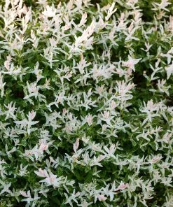 Brighter Blooms Flowering Trees Tri Color Willow Tree