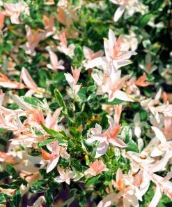 Brighter Blooms Tri-Color Willow Shrub Shrubs & Hedges