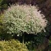 Brighter Blooms Flowering Trees Tri Color Willow Tree