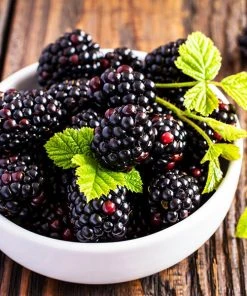 Brighter Blooms Triple Crown Thornless Blackberry Bush