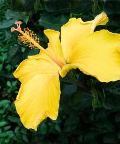 Brighter Blooms Yellow Tropical Hibiscus Tree Flowering Trees