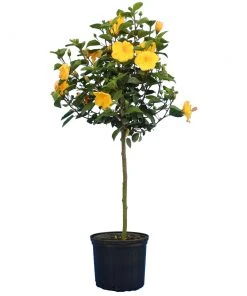 Brighter Blooms Yellow Tropical Hibiscus Tree Flowering Trees