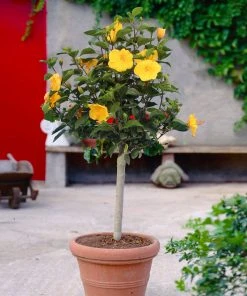 Brighter Blooms Yellow Tropical Hibiscus Tree Flowering Trees