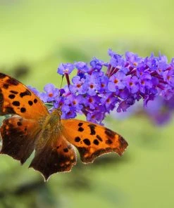Brighter Blooms True Blue Butterfly Bush (Tree Form) 8 Brighter Blooms True Blue Butterfly Bush (Tree Form)