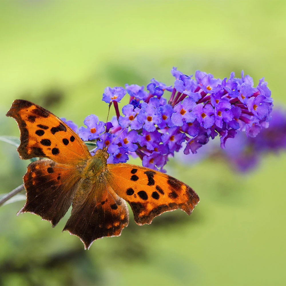 Brighter Blooms True Blue Butterfly Bush (Tree Form) 4 Brighter Blooms True Blue Butterfly Bush (Tree Form)