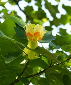Brighter Blooms Flowering Trees Tulip Poplar Tree
