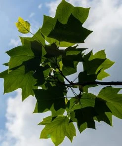 Brighter Blooms Flowering Trees Tulip Poplar Tree