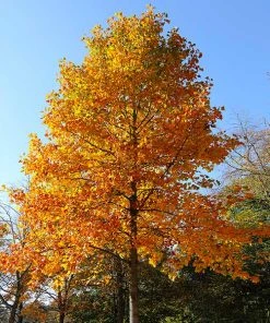 Brighter Blooms Flowering Trees Tulip Poplar Tree