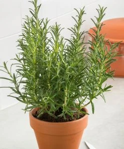 Brighter Blooms Tuscan Blue Rosemary Plant SHOP ALL