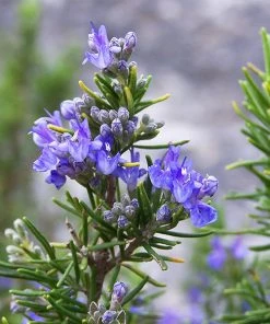Brighter Blooms Tuscan Blue Rosemary Plant SHOP ALL
