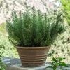 Brighter Blooms Tuscan Blue Rosemary Plant SHOP ALL