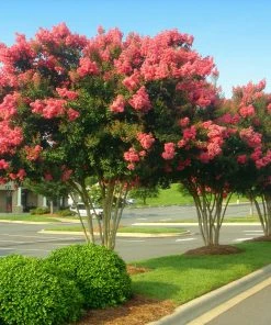 Brighter Blooms Tuscarora Crape Myrtle Tree Flowering Trees