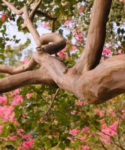 Brighter Blooms Tuscarora Crape Myrtle Tree