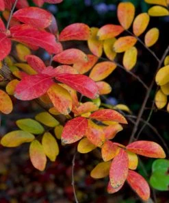 Brighter Blooms Tuscarora Crape Myrtle Tree Flowering Trees