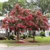 Brighter Blooms Tuscarora Crape Myrtle Tree