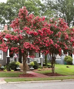 Brighter Blooms Tuscarora Crape Myrtle Tree