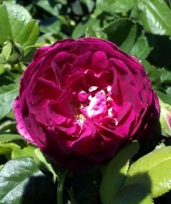 Brighter Blooms Twilight Zone Standard Rose Tree