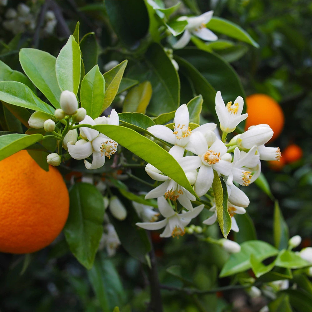 Brighter Blooms Valencia Orange Tree 3 Brighter Blooms Valencia Orange Tree