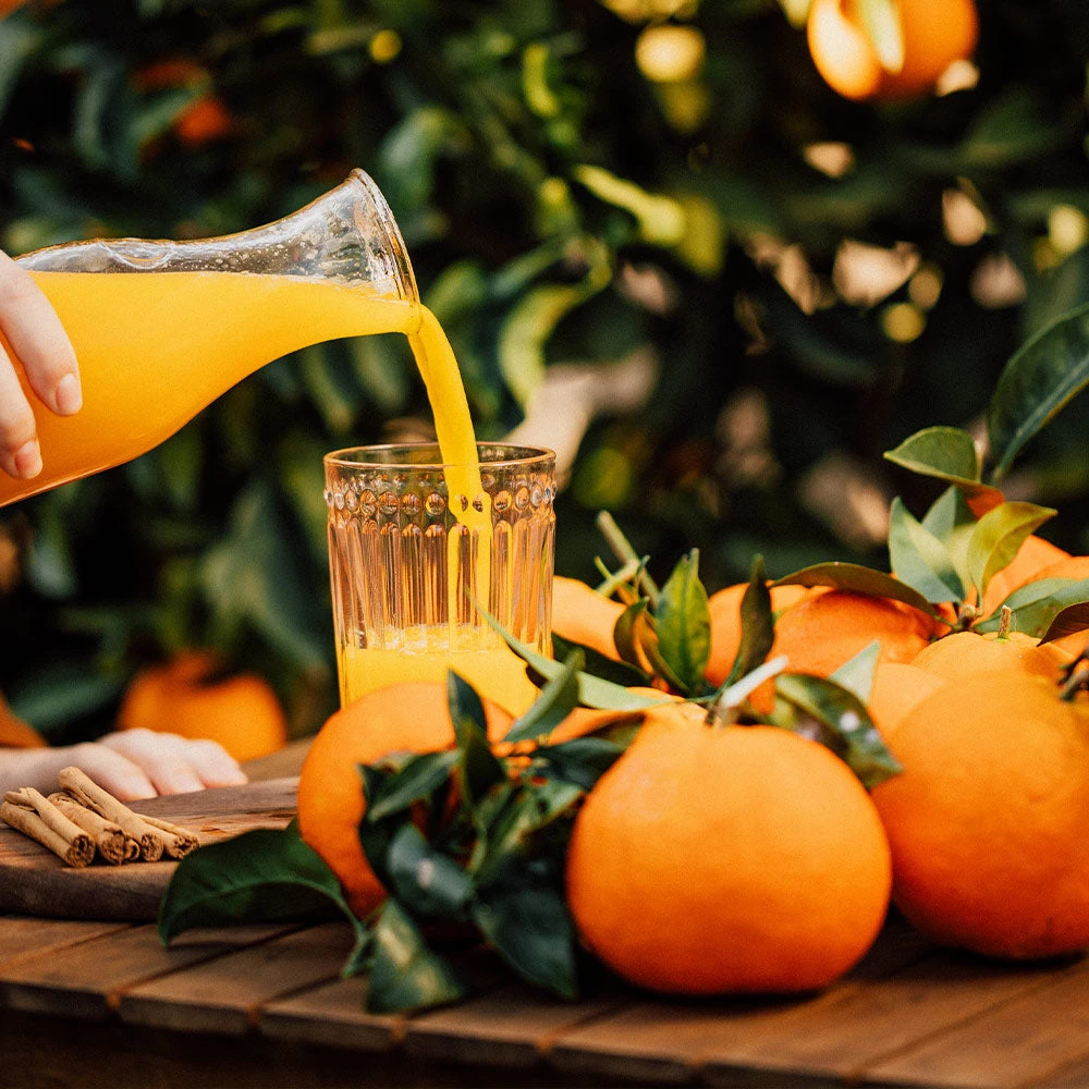 Brighter Blooms Valencia Orange Tree 5 Brighter Blooms Valencia Orange Tree