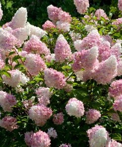 Brighter Blooms Vanilla Strawberry™ Hydrangea Shrub Shrubs & Hedges