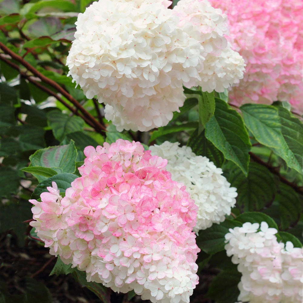 Brighter Blooms Vanilla Strawberry™ Hydrangea Shrub Shrubs & Hedges 3 Brighter Blooms Vanilla Strawberry™ Hydrangea Shrub Shrubs & Hedges