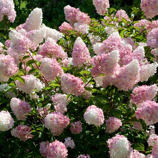 Brighter Blooms Vanilla Strawberry™ Hydrangea Shrub Shrubs & Hedges 1 Brighter Blooms Vanilla Strawberry™ Hydrangea Shrub Shrubs & Hedges