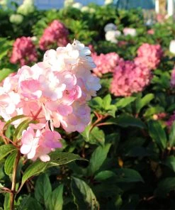Brighter Blooms Vanilla Strawberry™ Hydrangea Tree