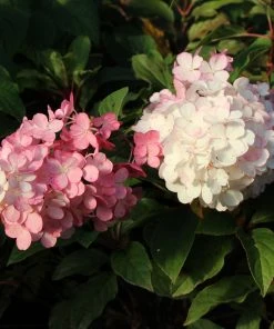 Brighter Blooms Vanilla Strawberry™ Hydrangea Tree