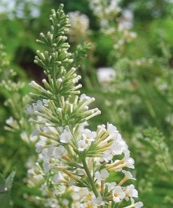 Brighter Blooms Vanilla Treat™ Butterfly Bush (Tree Form) Shrubs & Hedges